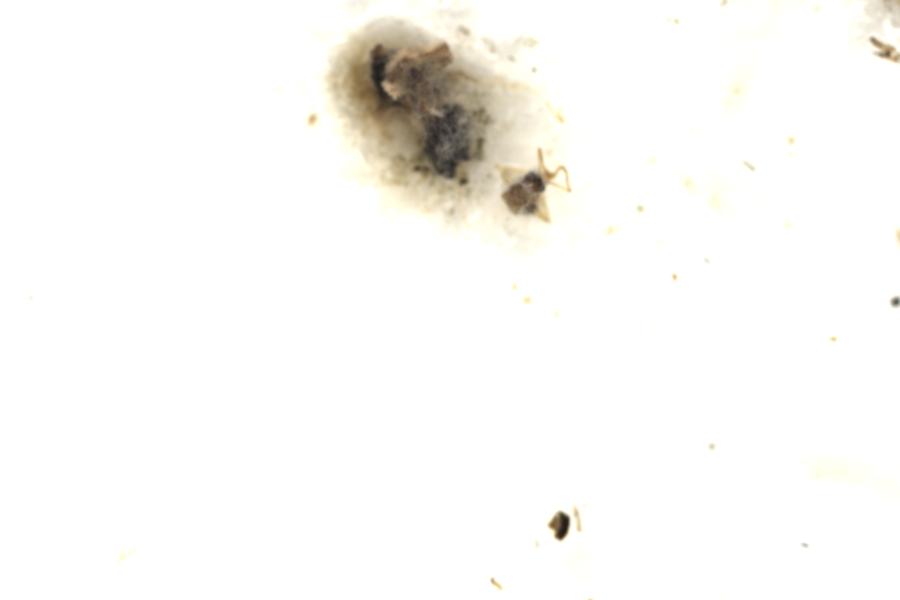 Image 74